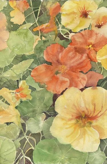 Arancio, (Nasturzi), 2025, acquerello 38x56 cm