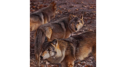 Alpha, 2019, olio su tela