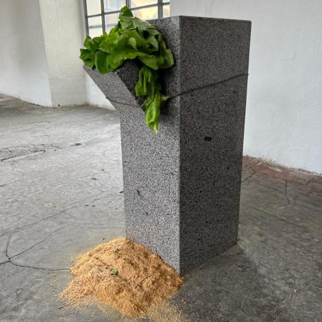 Lattuga poverista