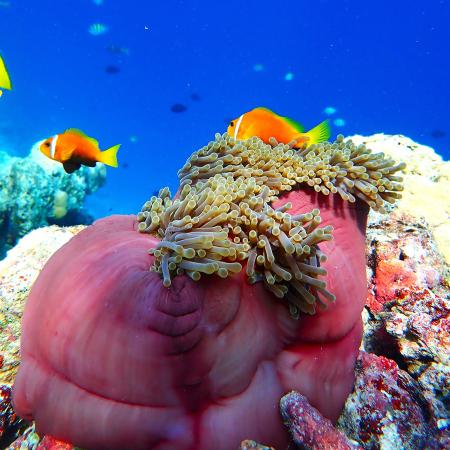 Attinia dal piede rosso, 2024, fotografia subacquea