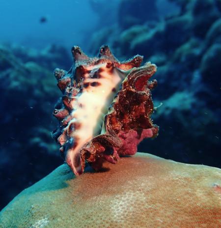 Conchiglia oceanica, 2024, fotografia subacquea