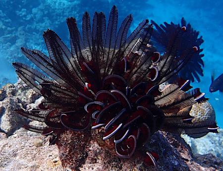 Crinoidea, 2025, fotografia digitale