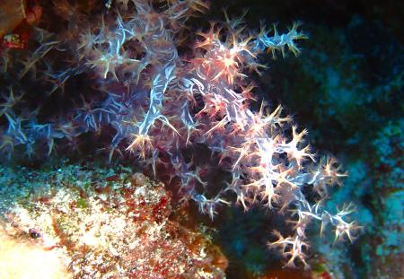 Dendronephthya, 2024, fotografia digitale