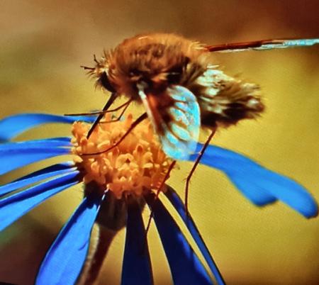 Impollinazione, 2022, foto digitale macro, 100 x 100 cm