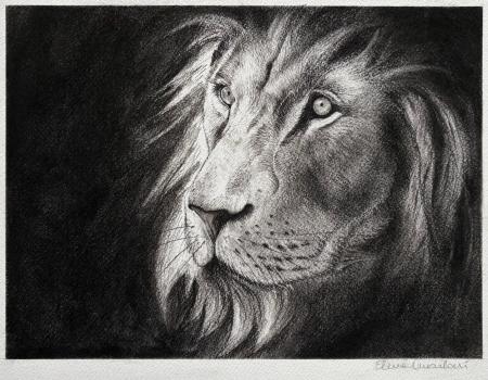 Leone, 2025, carboncino 41 x 31 cm