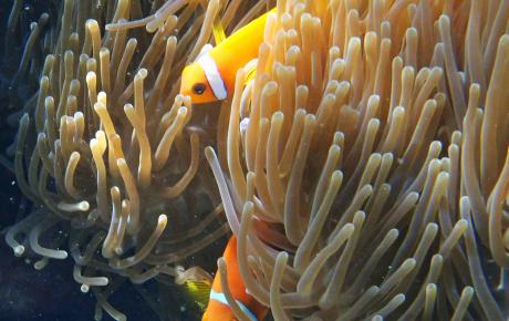 Pesce pagliaccio, 2024, foto subacquea