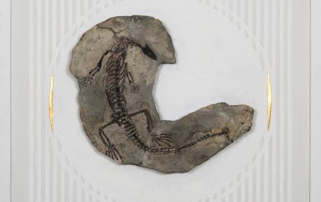 Quando l'homo sapiens non prendeva ancora granchi, 2020, supporto, intonaco, fossile, cm 77x77